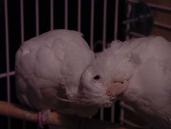 CaspWendy2