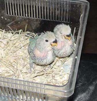 Babylb
