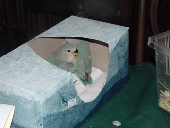 blbinbox