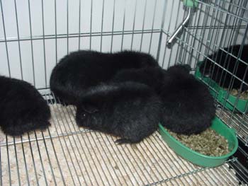 blkteddies