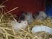 Rabbits