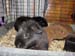 blk_redteddies