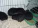 blkteddies