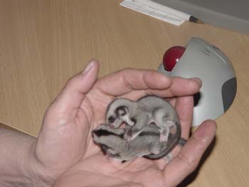 babies
