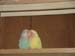 Lovebird_love